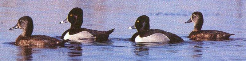 Ringneck Ducks; DISPLAY FULL IMAGE.