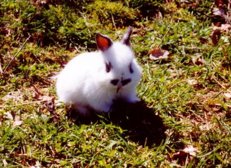 rr_Bunny_Munching.jpg (cuteness warning); DISPLAY FULL IMAGE.