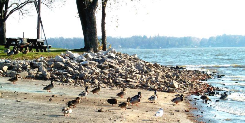 Re: wanted: shorebirds, killdeer, plovers, etc - Common Loon; DISPLAY FULL IMAGE.