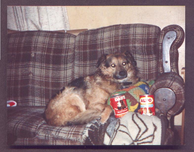 dog; DISPLAY FULL IMAGE.