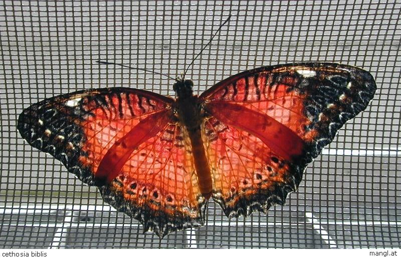 Cethosia biblis (Red Lacewing); DISPLAY FULL IMAGE.