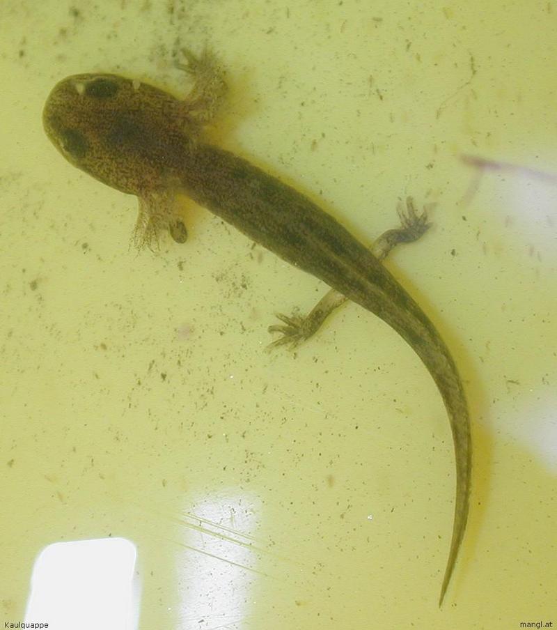tadpole, larger; DISPLAY FULL IMAGE.