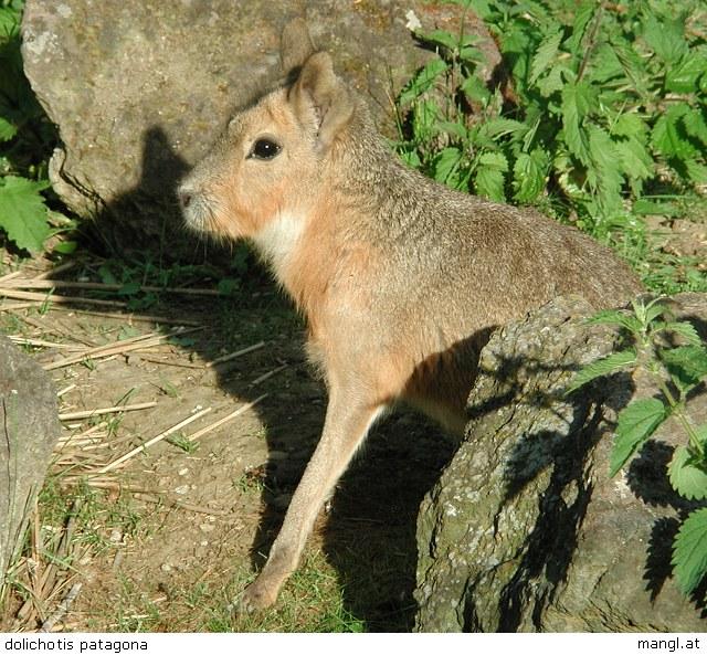 Mara; Image ONLY