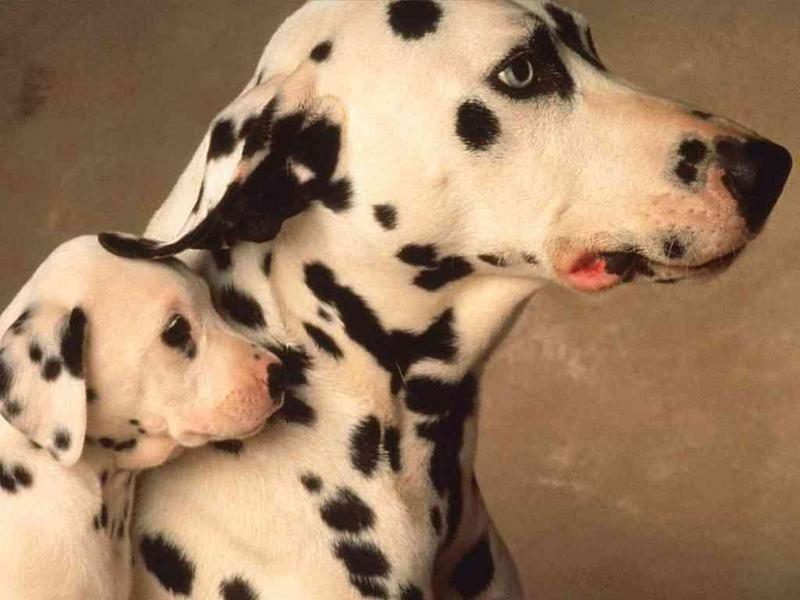 Animals - 1024 - Dalmatian.jpg - File 07 of 25 (1/1); DISPLAY FULL IMAGE.