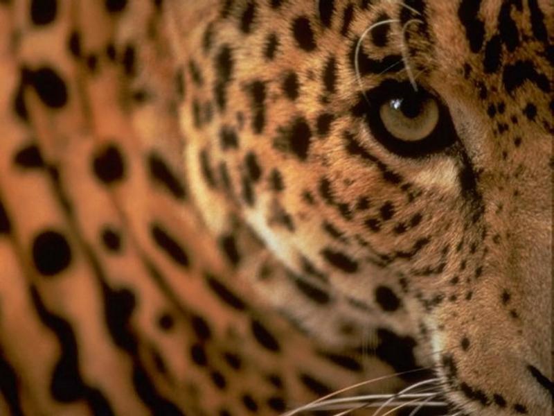 Animals - 1024 - Tiger.jpg - File 20 of 25 (1/1); DISPLAY FULL IMAGE.