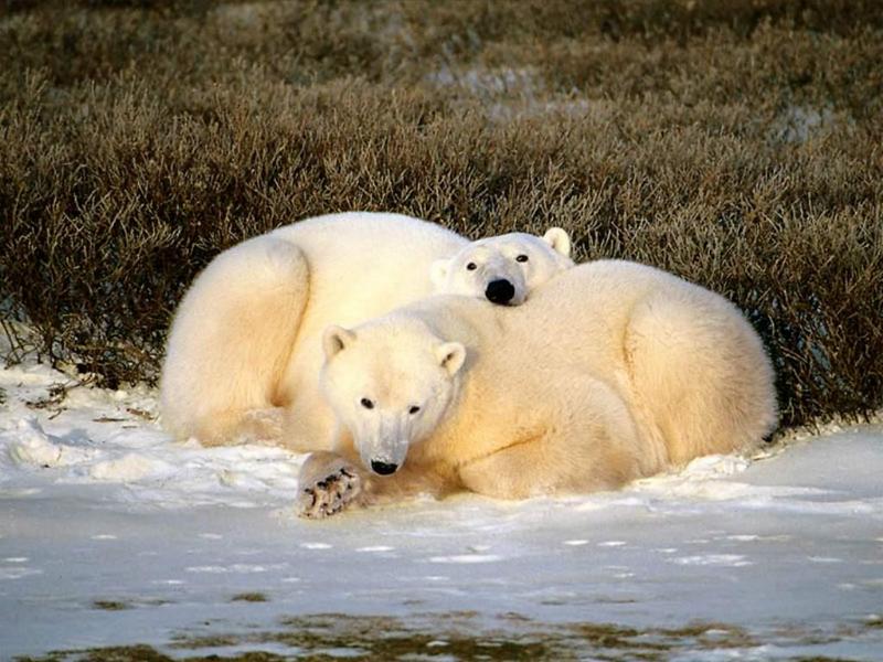 Animals - 1024 - Polar Bears.jpg - Polar Bear; DISPLAY FULL IMAGE.