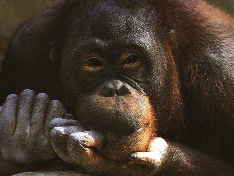 Animals - 1024 - monkey.jpg - File 23 of 25 (1/1); DISPLAY FULL IMAGE.