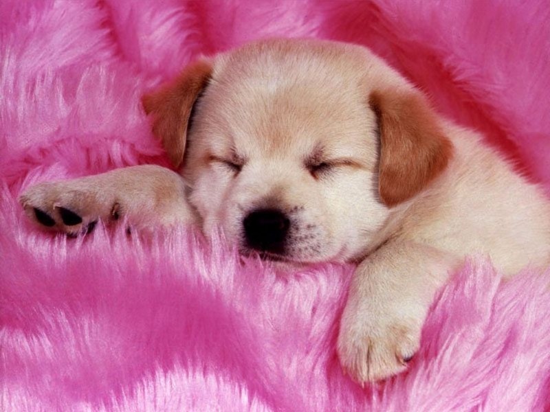 Animals - 1024 - puppie.JPG - File 24 of 25 (1/1); DISPLAY FULL IMAGE.