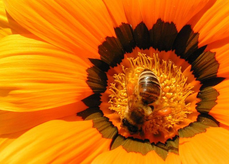 Re: bee; DISPLAY FULL IMAGE.