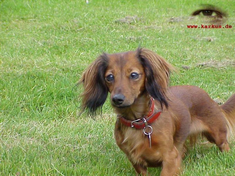 Dachshund; DISPLAY FULL IMAGE.