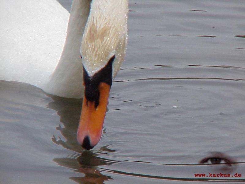 Mute swan; DISPLAY FULL IMAGE.