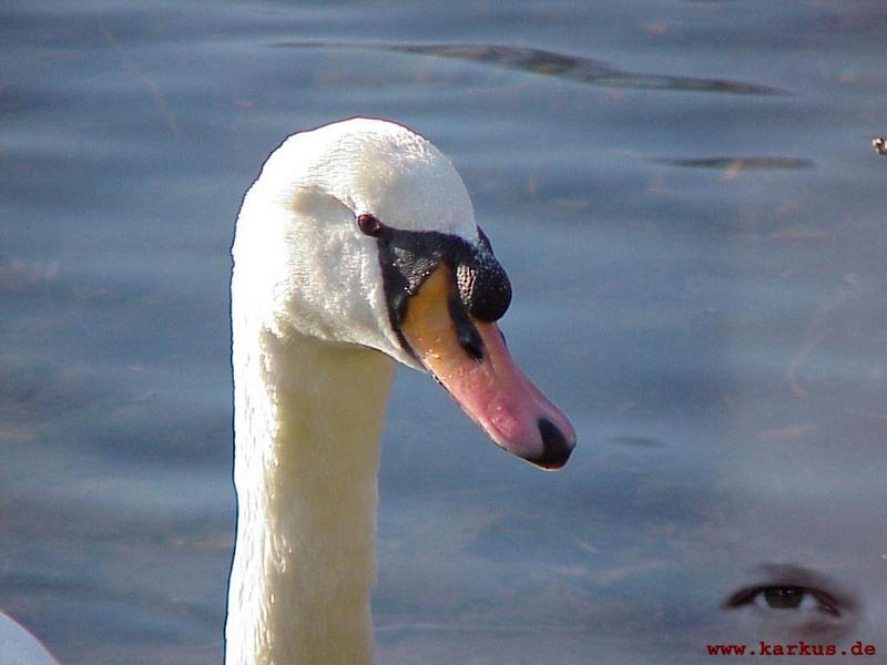 Mute Swan; DISPLAY FULL IMAGE.