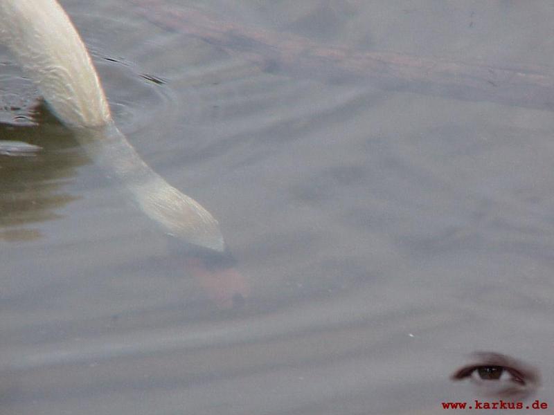 Mute Swan; DISPLAY FULL IMAGE.