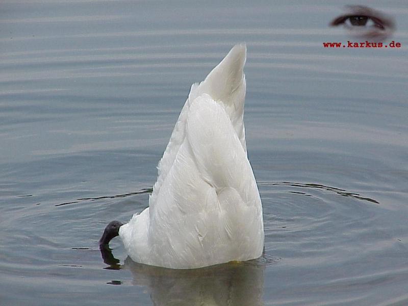 Mute Swan; DISPLAY FULL IMAGE.