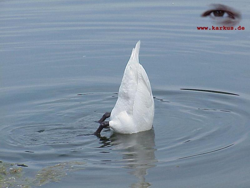 Mute Swan; DISPLAY FULL IMAGE.