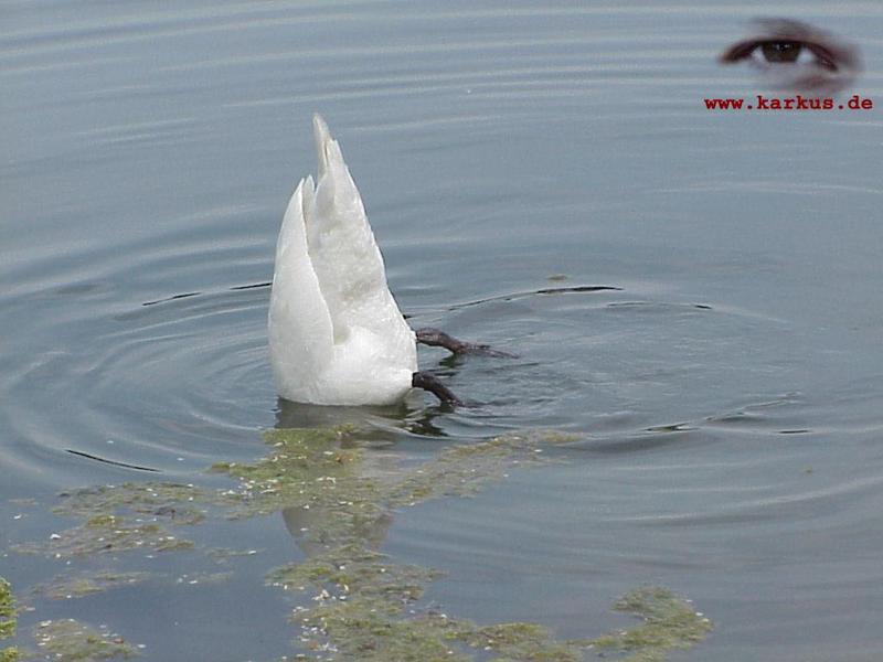 Mute Swan; DISPLAY FULL IMAGE.