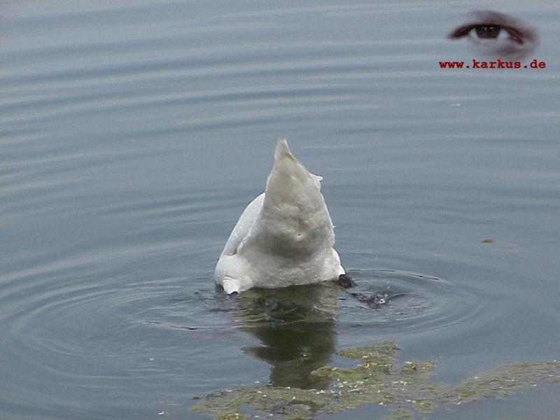 Mute Swan; DISPLAY FULL IMAGE.