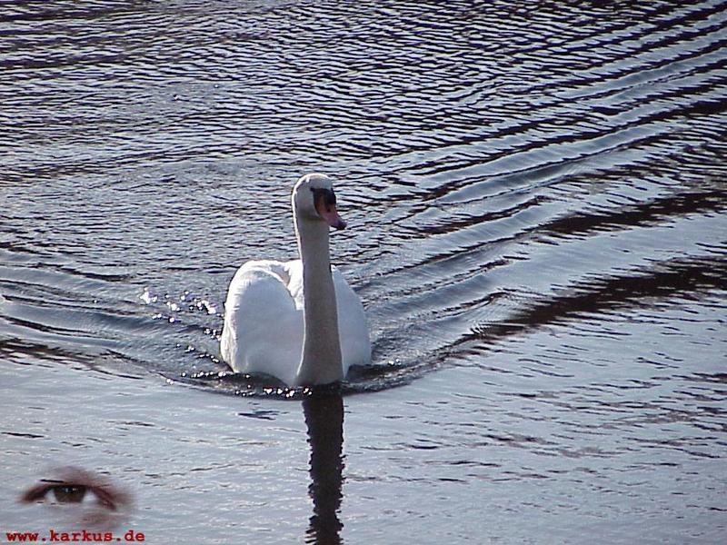 Mute Swan; DISPLAY FULL IMAGE.