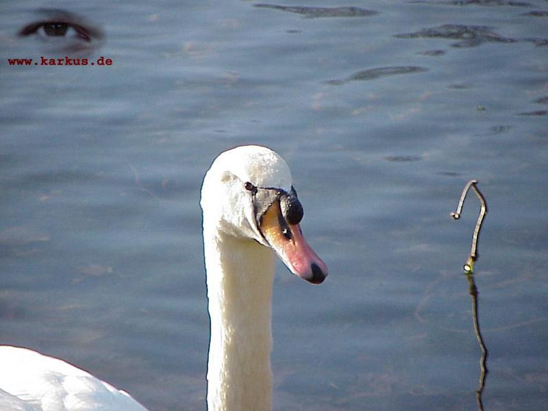 Mute Swan; DISPLAY FULL IMAGE.