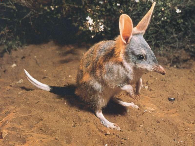 Animals - 800 - Bandicoot.jpg; DISPLAY FULL IMAGE.