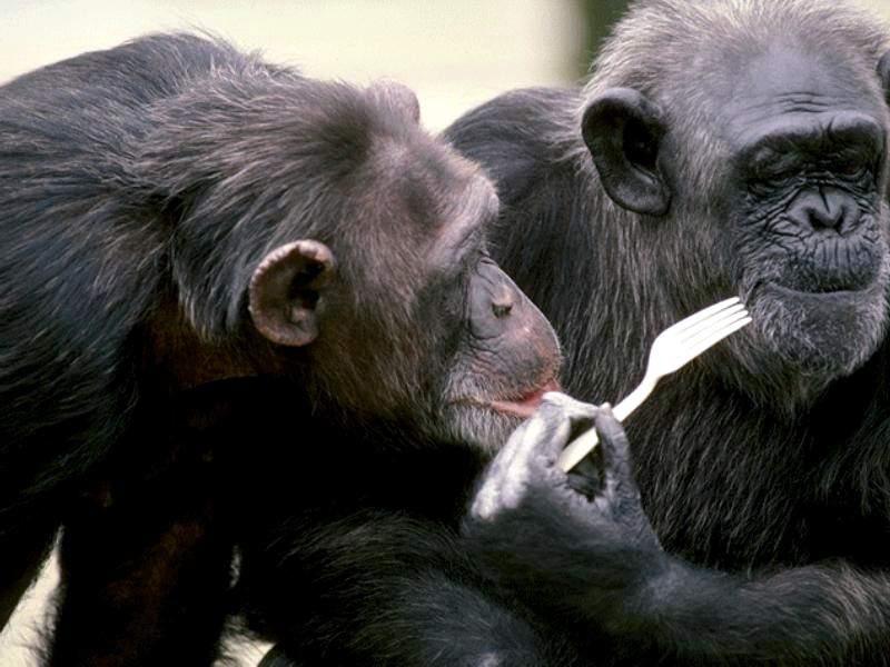 Animals - 800 - Chimpance.jpg - File 04 of 11 (1/1); DISPLAY FULL IMAGE.