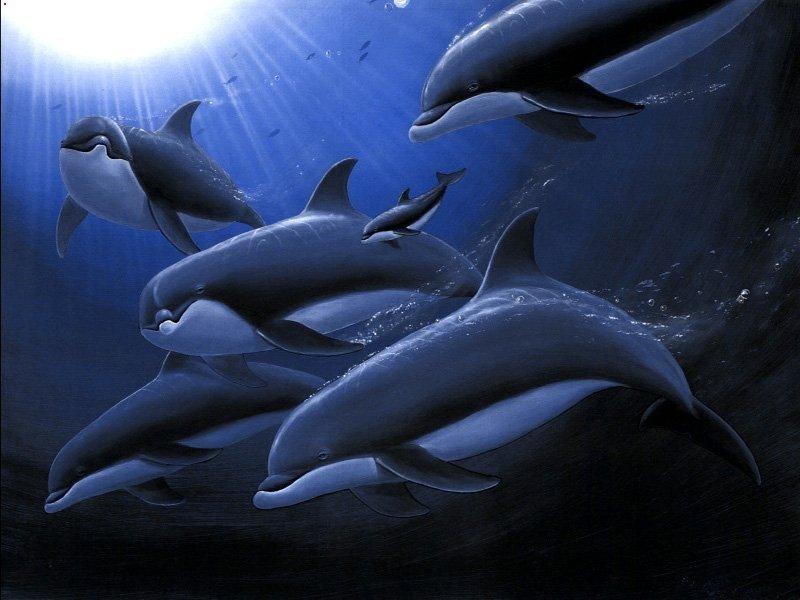 Animals - 800 - Dauphins.jpg - File 06 of 11 (1/1); DISPLAY FULL IMAGE.