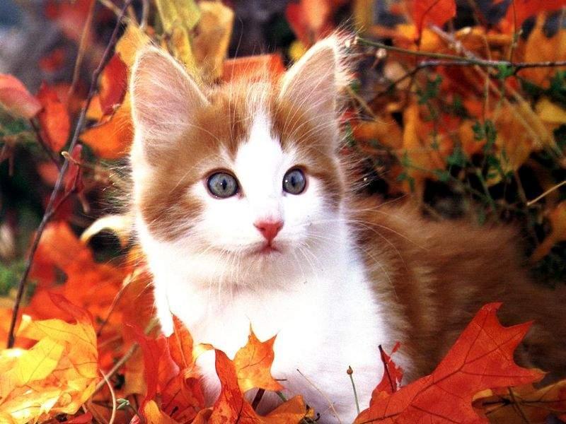 Animals - 800 - Cat.jpg - File 03 of 11 (1/1); DISPLAY FULL IMAGE.