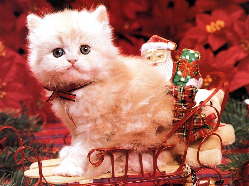 Animals - 800 - Kitten.jpg - File 09 of 11 (1/1); DISPLAY FULL IMAGE.