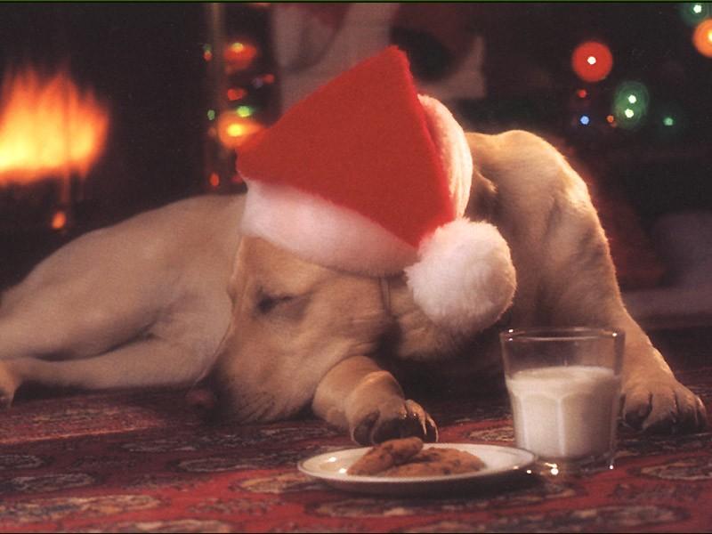 Animals - 800 - Puppy.jpg - File 10 of 11 (1/1); DISPLAY FULL IMAGE.