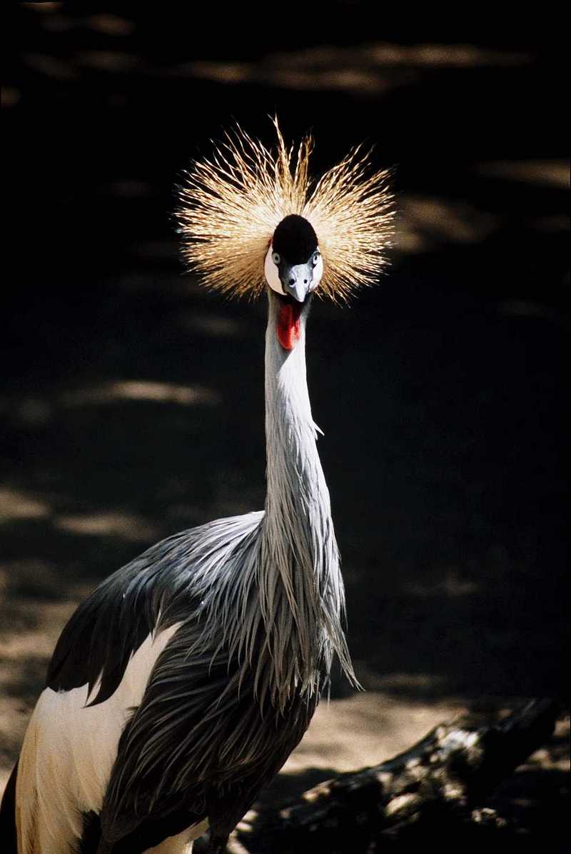 bird - name??; DISPLAY FULL IMAGE.