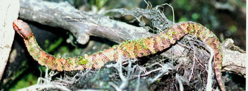 Agkistrodon - ktatlow@xta.com.jpg; DISPLAY FULL IMAGE.