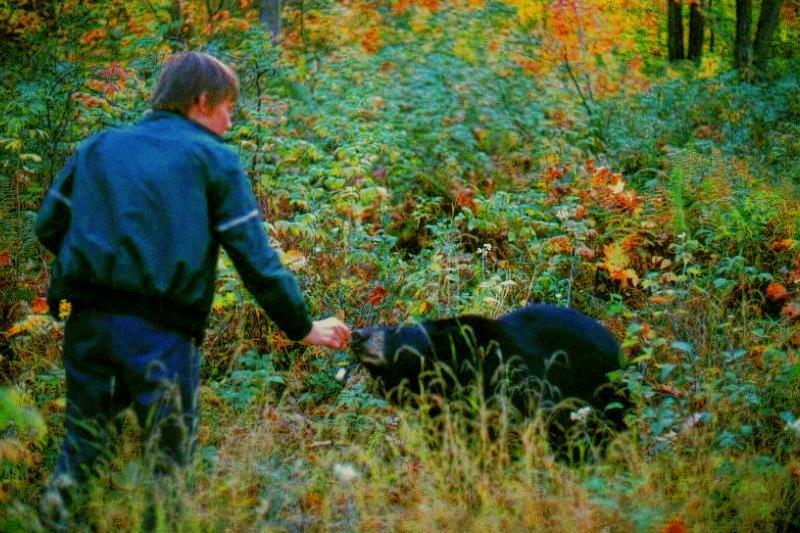 American Black Bear being Fed_02; DISPLAY FULL IMAGE.