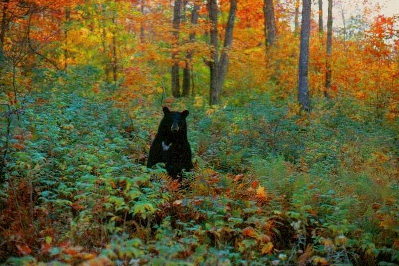 American Black Bear In Underbrush; DISPLAY FULL IMAGE.