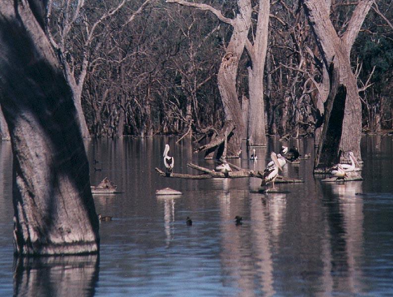 Australian Pelicans breed inland and return to the sea when the young are reared - Pelican02.jpg; DISPLAY FULL IMAGE.
