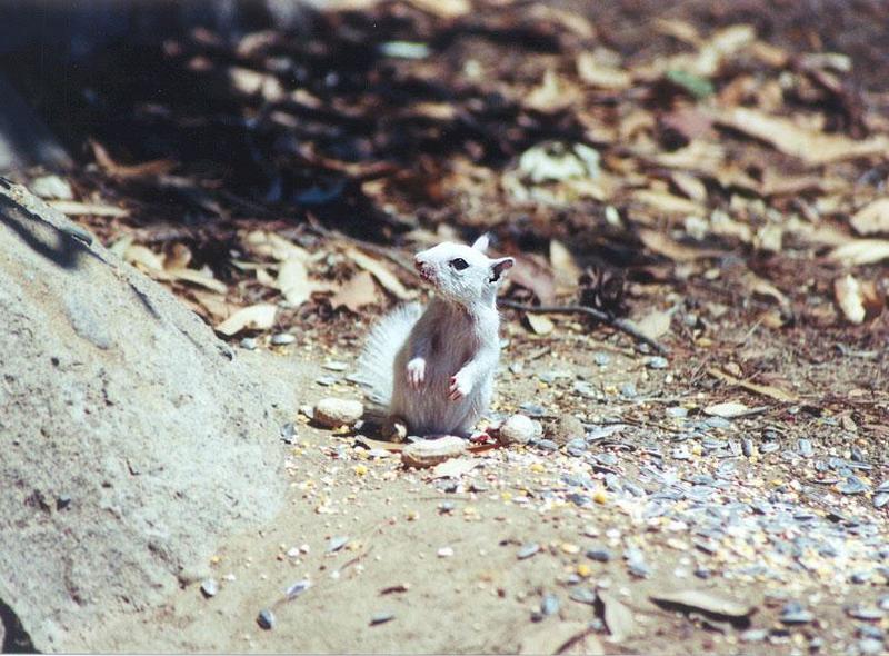 Baby White Skwerl 2; DISPLAY FULL IMAGE.