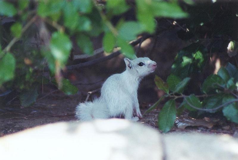 Baby White Skwerl 14; DISPLAY FULL IMAGE.