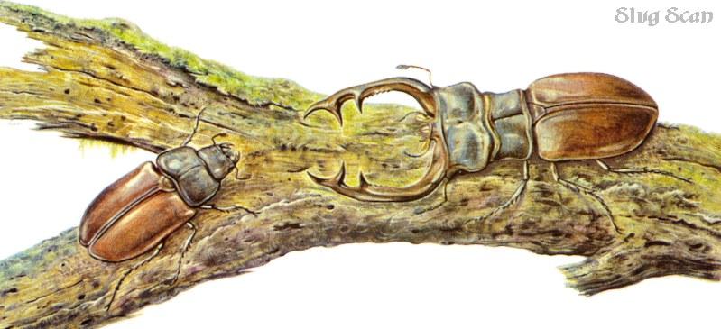 Art by Hermann Fey Beetle13.jpg (1/1) 82708 bytes; DISPLAY FULL IMAGE.