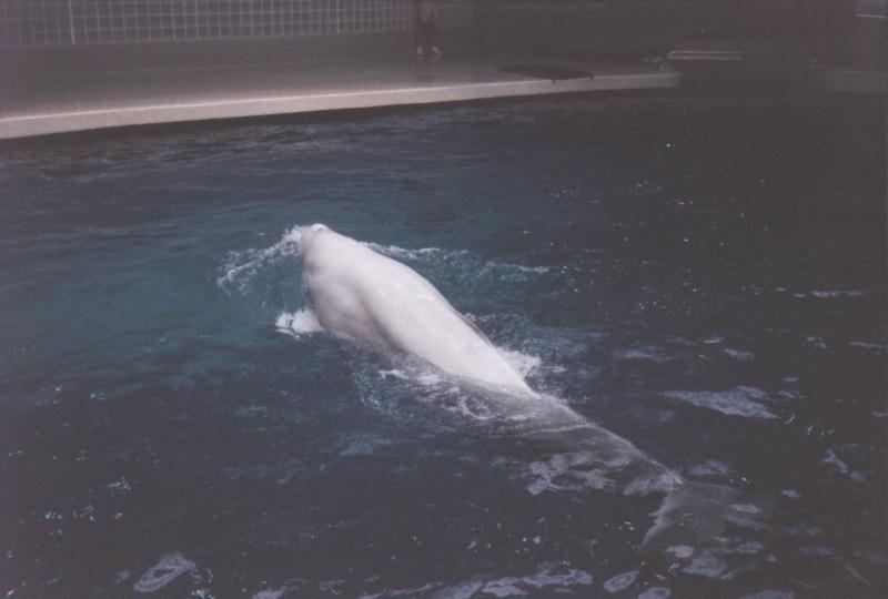 Mystic, CT: beluga.jpg - beluga whale, white whale (Delphinapterus leucas); DISPLAY FULL IMAGE.