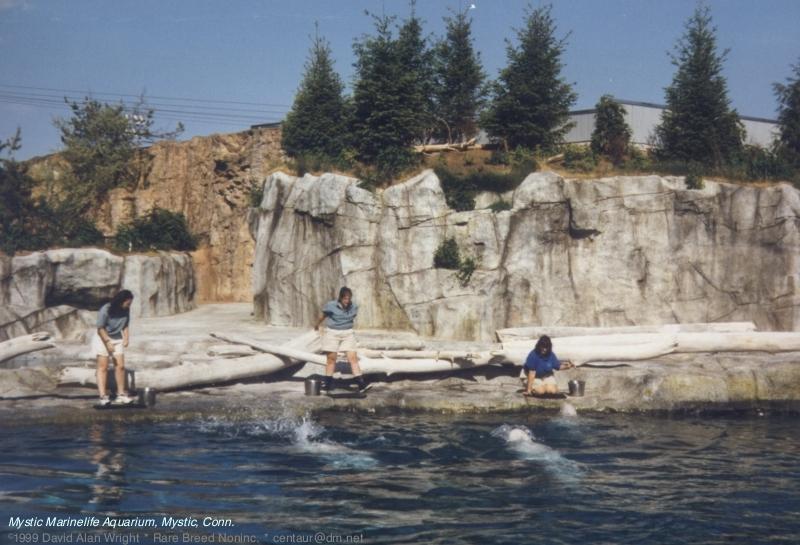 Mystic Marinelife Aquarium: belugas4.jpg; DISPLAY FULL IMAGE.