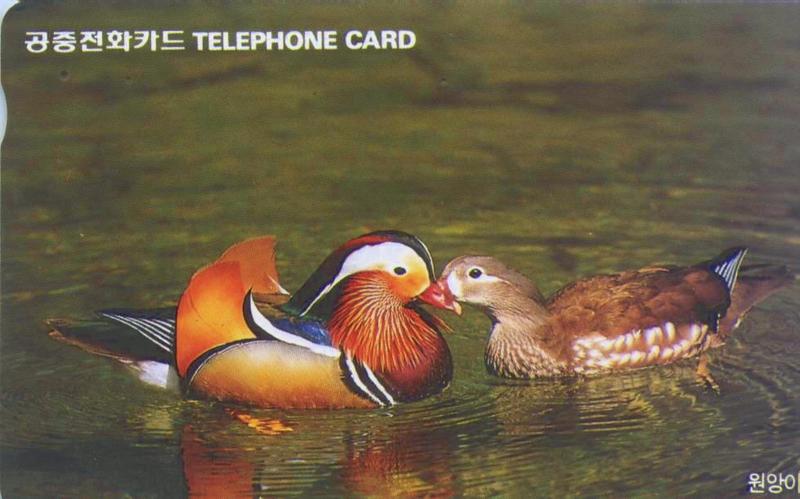 BirdKorea-MandarinDuck.jpg; DISPLAY FULL IMAGE.