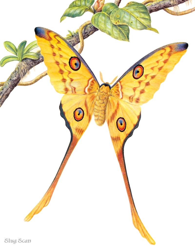 Art by Hermann Fey Butterfly08.jpg (1/1) 115659 bytes; DISPLAY FULL IMAGE.