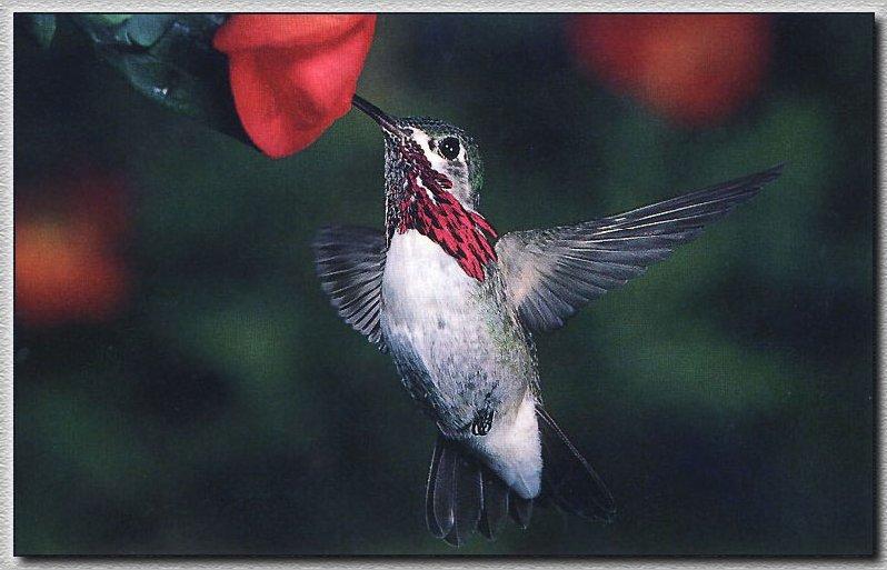 Hummingbird - Calliope; DISPLAY FULL IMAGE.