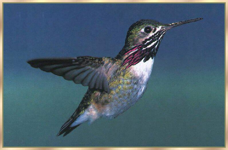 Hummingbird - Calliope; DISPLAY FULL IMAGE.