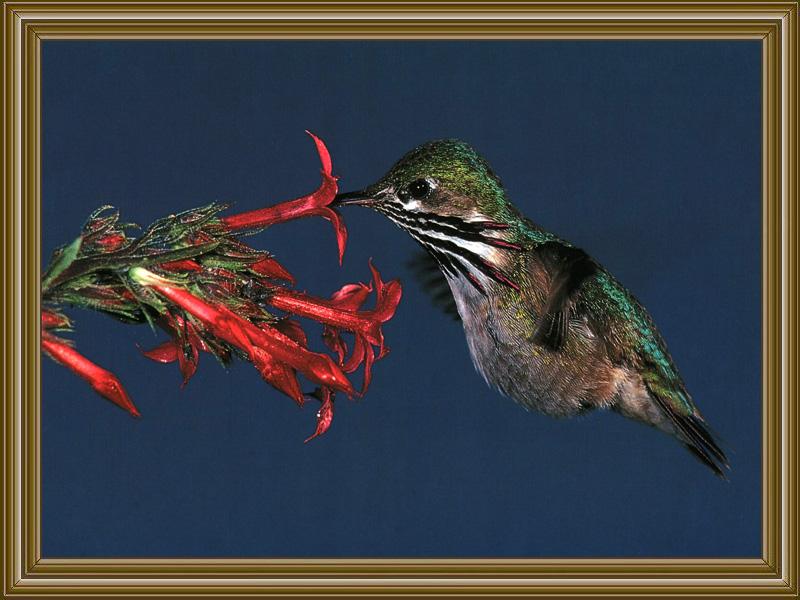 Calliope Hummingbird (3); DISPLAY FULL IMAGE.