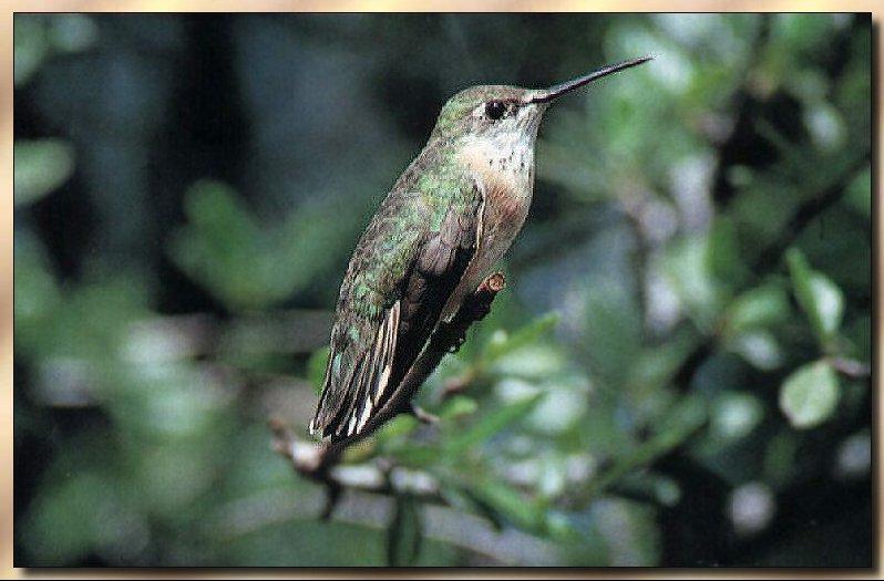 Hummingbird - Calliope; DISPLAY FULL IMAGE.