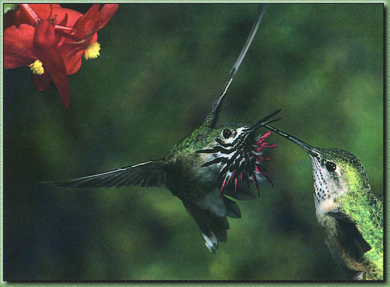 Hummingbird - Calliope; DISPLAY FULL IMAGE.