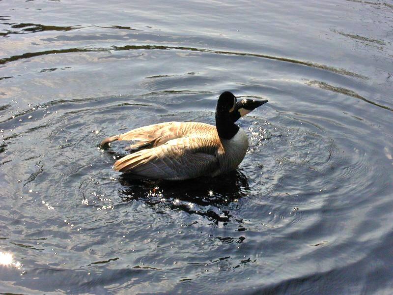 Birds and the Bees - Well geese anyway!  rated PG; DISPLAY FULL IMAGE.