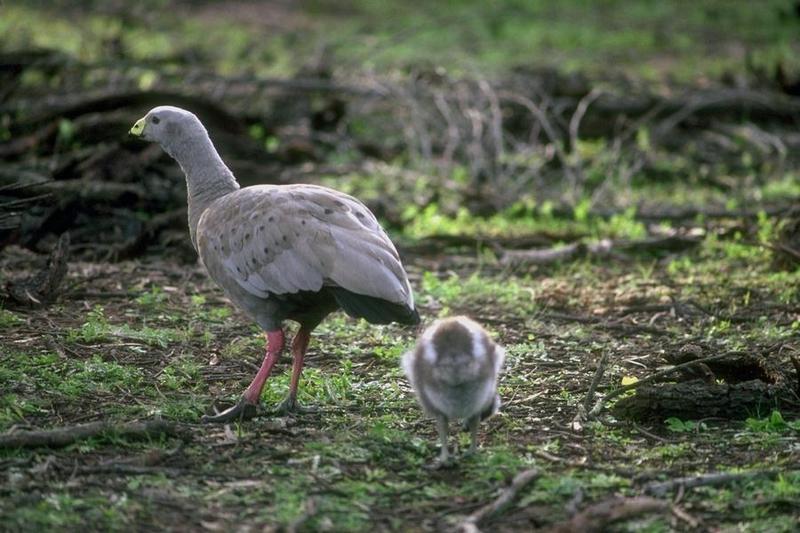 Cape Barren Goose; DISPLAY FULL IMAGE.