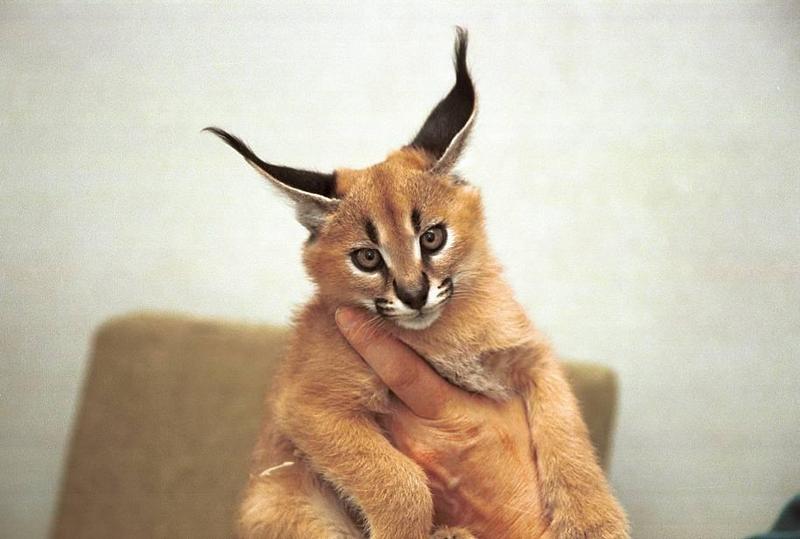 Re: Kitten Pictures??  Anyone have any?; DISPLAY FULL IMAGE.
