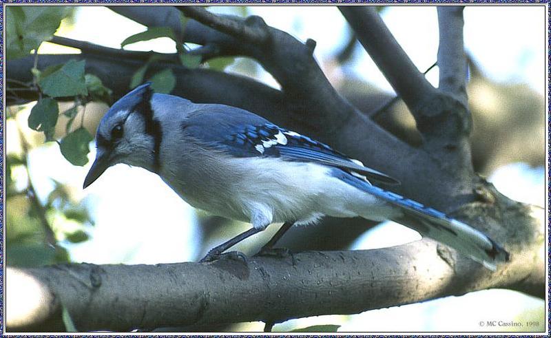 June Birds --> Blue Jay; DISPLAY FULL IMAGE.